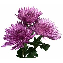 Uniflor Col. Anastasia Lila-Lavanda
