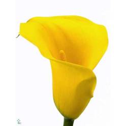 Calla Goldcup 50cm Amarilla