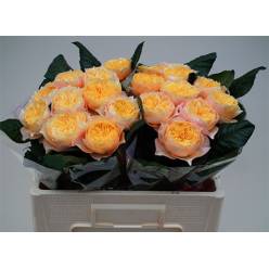 Rosa Hol. Golden Vuvuzela 60cm