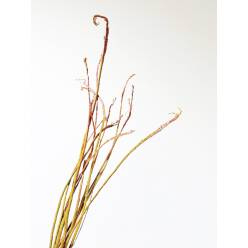 Salix Sekka Bandwilg 110cm