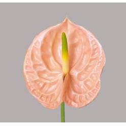 Anthurium Hol. Evita Pink �15  "CC10"