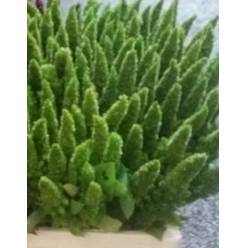 Amaranthus Hol. Recto Verde 55cm