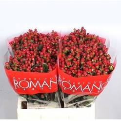 Hypericum Ecu. Red Light Romance 50cm "T25" Rj