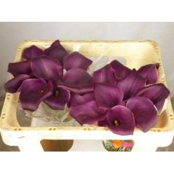 Calla Sumatra 70cm Fr