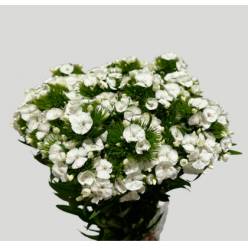 Dianthus Barbatus Italia White 60cm "T50"