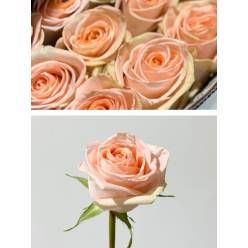 Rosa Ecu. Tiffany 60cm Sl.