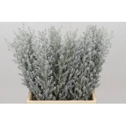 Kochia 45cm
