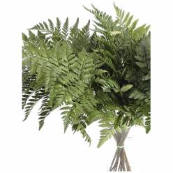 Helecho Rio 40cm "Paquete"