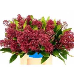 Skimmia Rubella 40cm Paq.