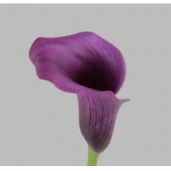 Calla Paco 55cm
