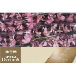 Cymbidium Cocktail 80cm Rosa claro
