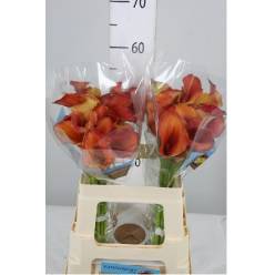 Calla Odeon 55cm