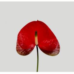 Anthurium Hol. Red Amor �15  "CC10"