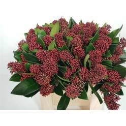 Skimmia Rubella 45cm Paq.