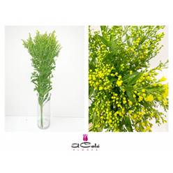 Solidago G. Glory 80cm 40gr x25