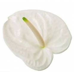 Anthurium Hol. Adina Blanca 13  "CC12"