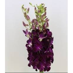 Dendro Red Bull 50cm