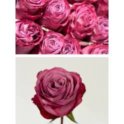 Rosa Ecu. Moody Blues 80cm