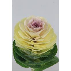 Brassica Hol. White Crane 70cm