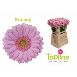 Gerbera Mini Hol. Kimsey x20 Rs