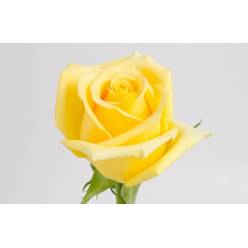 Rosa Ecu. Hummer 80cm Am.