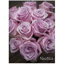 Rosa Ecu. Nautica 80cm Ma