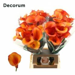 Calla Odeon 70cm