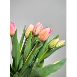Tulipan Hol. Carola Rosa 40cm