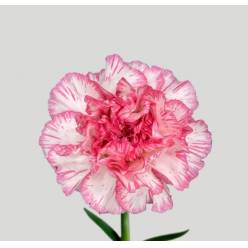 Clavel Nac. 60cm Damascu Rosa
