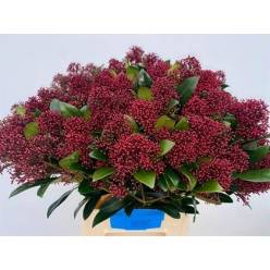 Skimmia Rubella 50cm "Paquete"