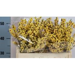 Ilex Vert Citronella 50cm Am