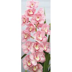 Cymbidium Kiwi Sue  80cm Rosa