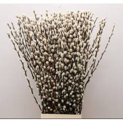 Salix Wilgenkatjes 100cm "Avellana"
