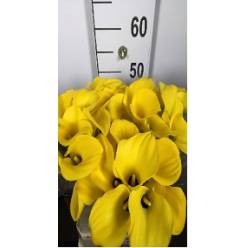 Calla Gold Medal 55cm