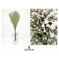 Safari Silver Brunia Leavis 50cm