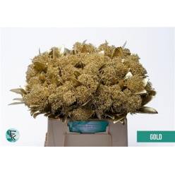 Skimmia Rubella Pintada Oro 45cm "Paquete"