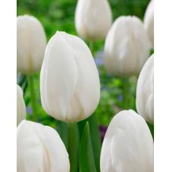 Tulipan Hol. White Prince Blanco 35cm