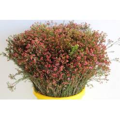 Flor Cera Nac. Bola Roja "Paquete"