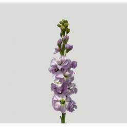 Aleli Nac. Malva 60cm