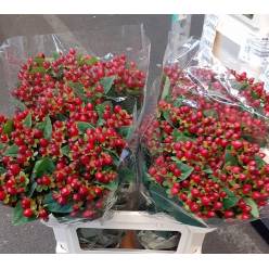 Hypericum Hol. Magic Triumph 70cm "T25"