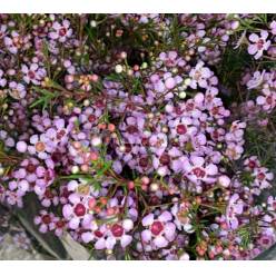 Flor Cera Nac. Rosa Abierta