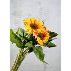 Girasol Nac. C.N. 80cm x5 "Super"