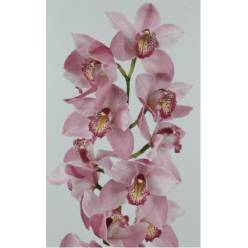 Cymbidium x6 Cindy 80cm Rs
