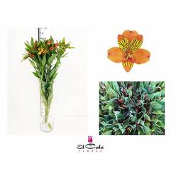 Alstroemeria Nac. Naranja 80cm