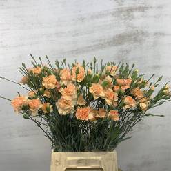 Clavel Mini Salmon Ex