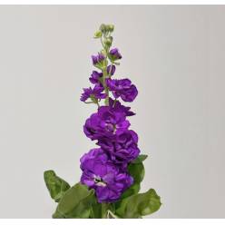 Aleli Nac. Morado 60cm