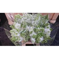 Lilas Vulgare Eng White 50cm 2bl