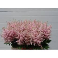Astilbe Europa 55cm