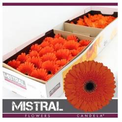 Gerbera Hol. Candela Nj. "T25"