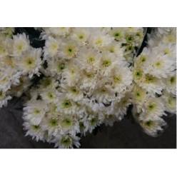 Margarita  Nac. Euro Blanca 75gr